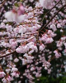 NHẬT BẢN 5N4Đ (26.03.2020) BAY ALL NIPPON AIRLINES
