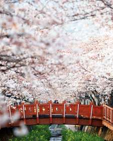 HÀN QUỐC 5N5Đ (21.03.20) BAY VNA