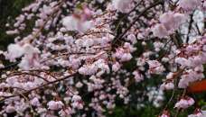 NHẬT BẢN 5N4Đ (26.03.2020) BAY ALL NIPPON AIRLINES