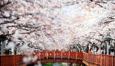 HÀN QUỐC 5N5Đ (21.03.20) BAY VNA