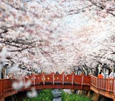 HÀN QUỐC 5N5Đ (21.03.20) BAY VNA