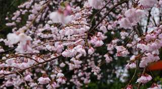 NHẬT BẢN 5N4Đ (26.03.2020) BAY ALL NIPPON AIRLINES