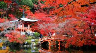 NHẬT BẢN 4N4Đ (29.10.19) BAY ALL NIPPON AIRWAYS