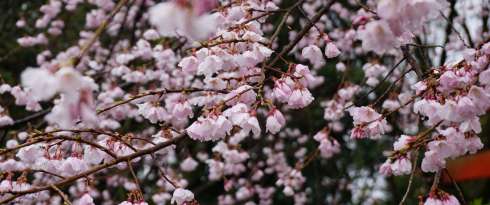 NHẬT BẢN 5N4Đ (26.03.2020) BAY ALL NIPPON AIRLINES